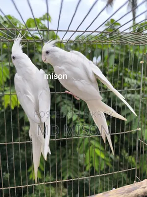 ২ জোড়া রানিং অ্যলবিনো রেড আইস ককাটেল পাখি বিক্রিয় করা হবে