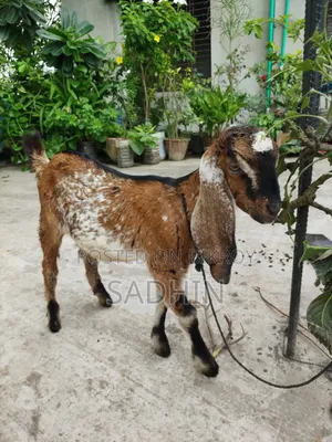 দেশি+ বিটল/জমুনা পাড়ি ক্রস ছাগলের বাচ্চা