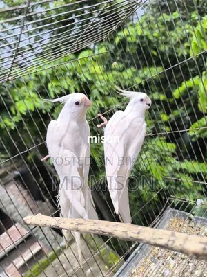 ২ জোড়া রানিং অ্যলবিনো রেড আইস ককাটেল পাখি বিক্রিয় করা হবে