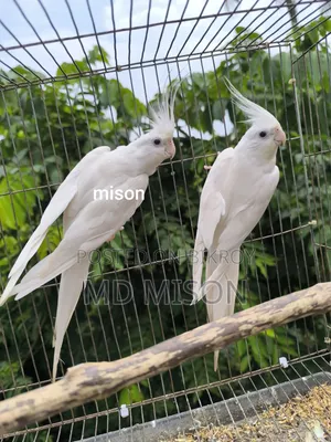 ২ জোড়া রানিং অ্যলবিনো রেড আইস ককাটেল পাখি বিক্রিয় করা হবে