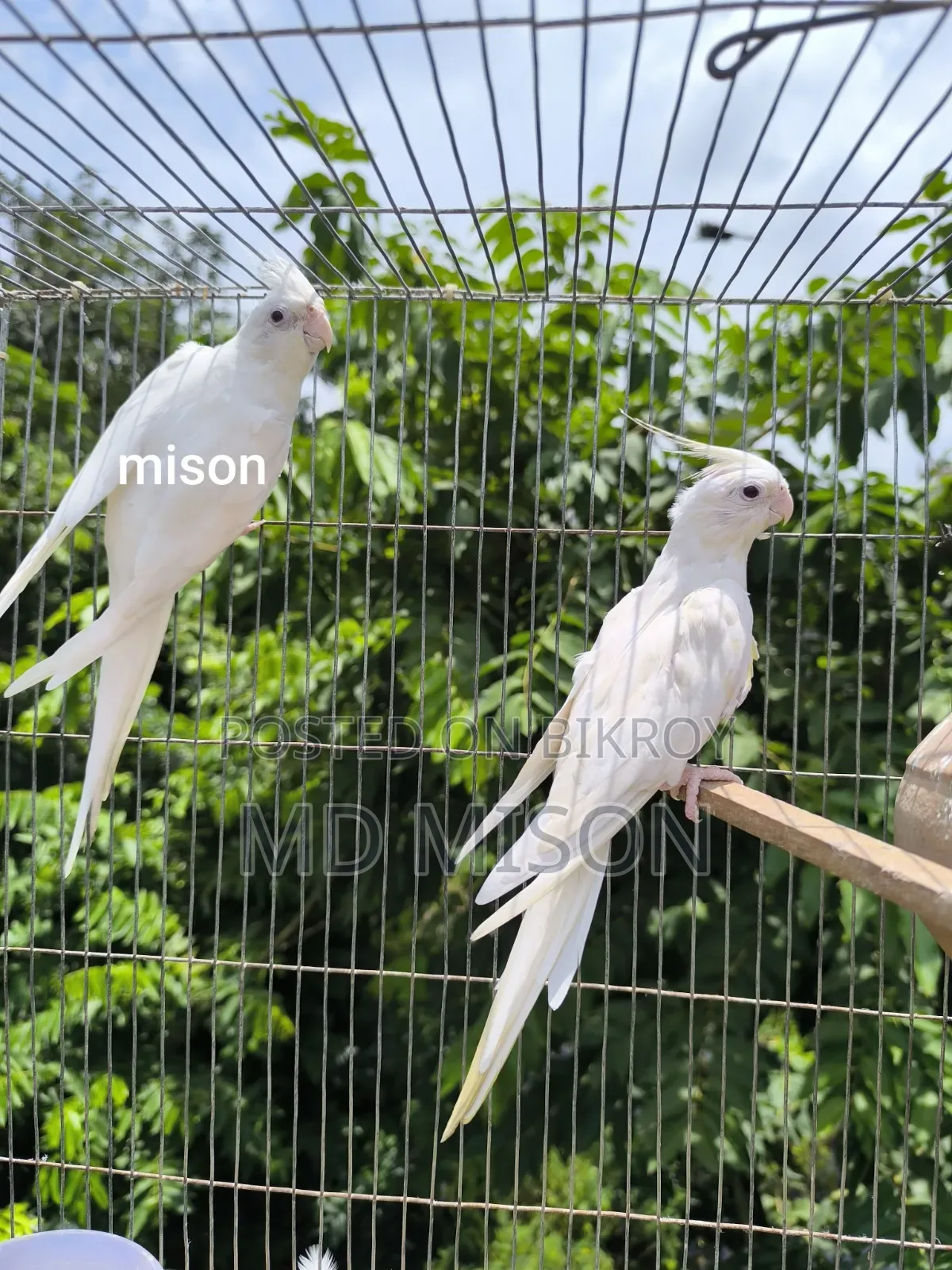 ২ জোড়া রানিং অ্যলবিনো রেড আইস ককাটেল পাখি বিক্রিয় করা হবে