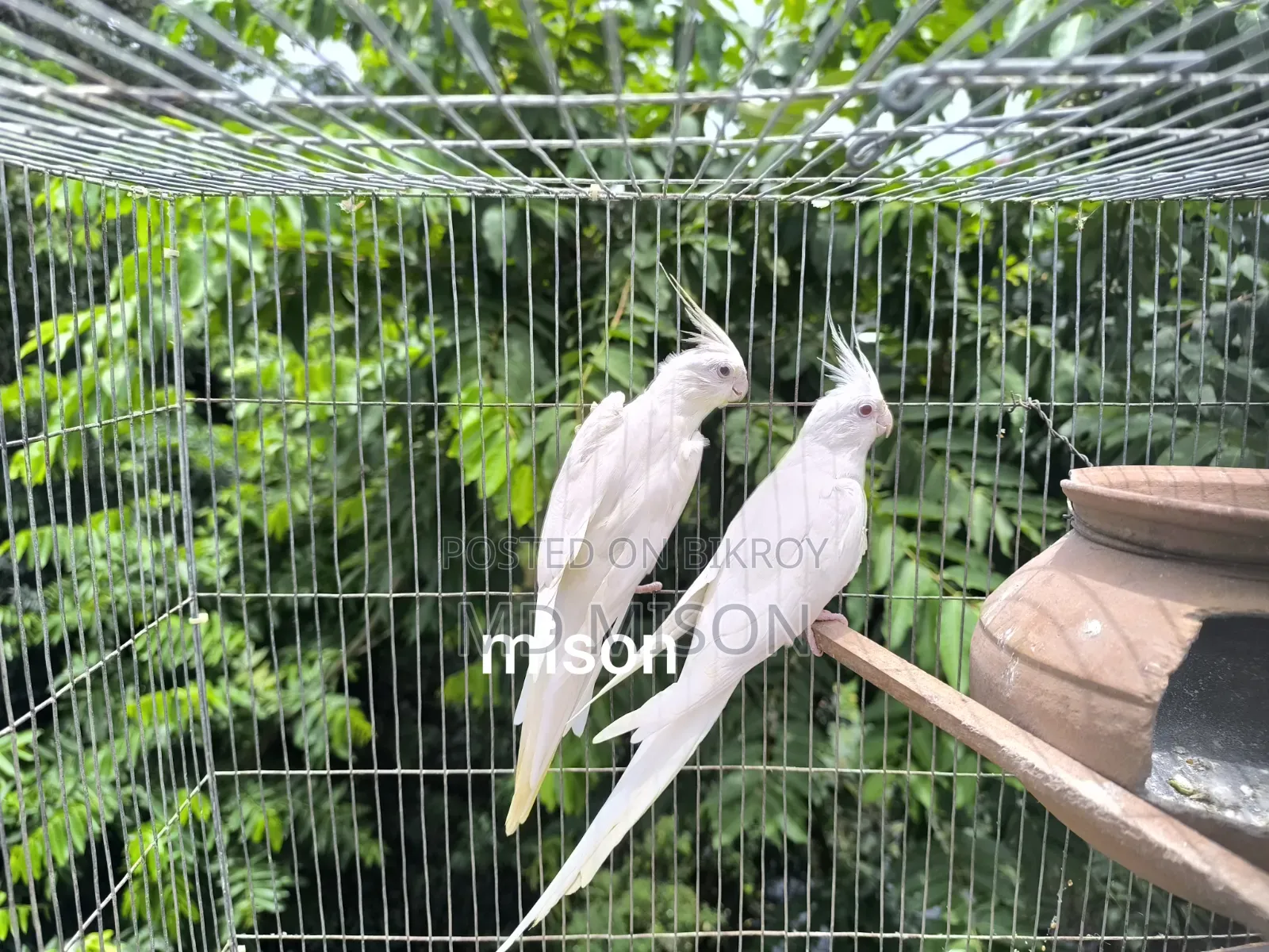 ২ জোড়া রানিং অ্যলবিনো রেড আইস ককাটেল পাখি বিক্রিয় করা হবে