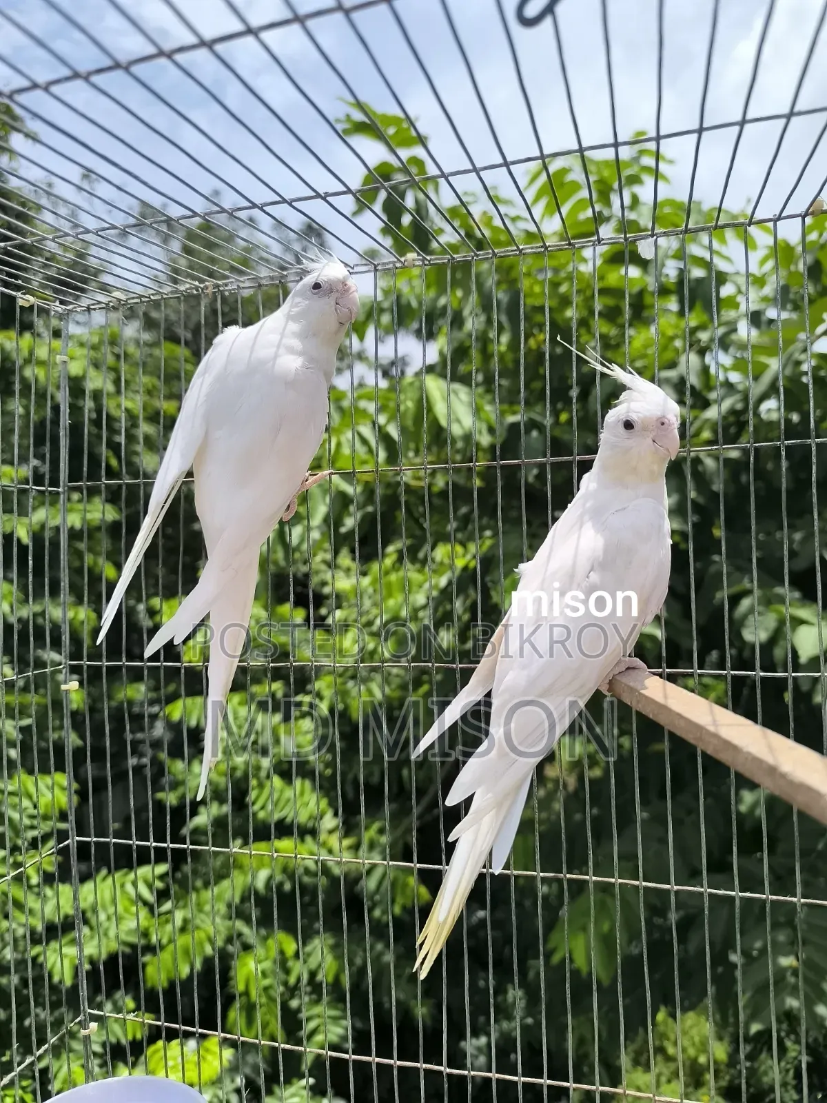২ জোড়া রানিং অ্যলবিনো রেড আইস ককাটেল পাখি বিক্রিয় করা হবে