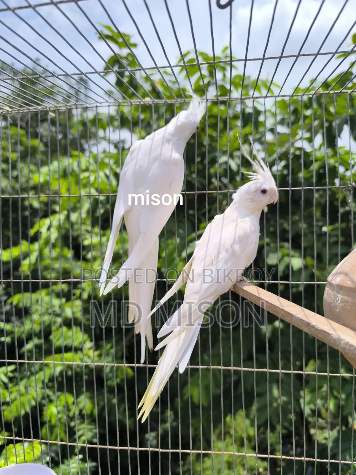 ২ জোড়া রানিং অ্যলবিনো রেড আইস ককাটেল পাখি বিক্রিয় করা হবে