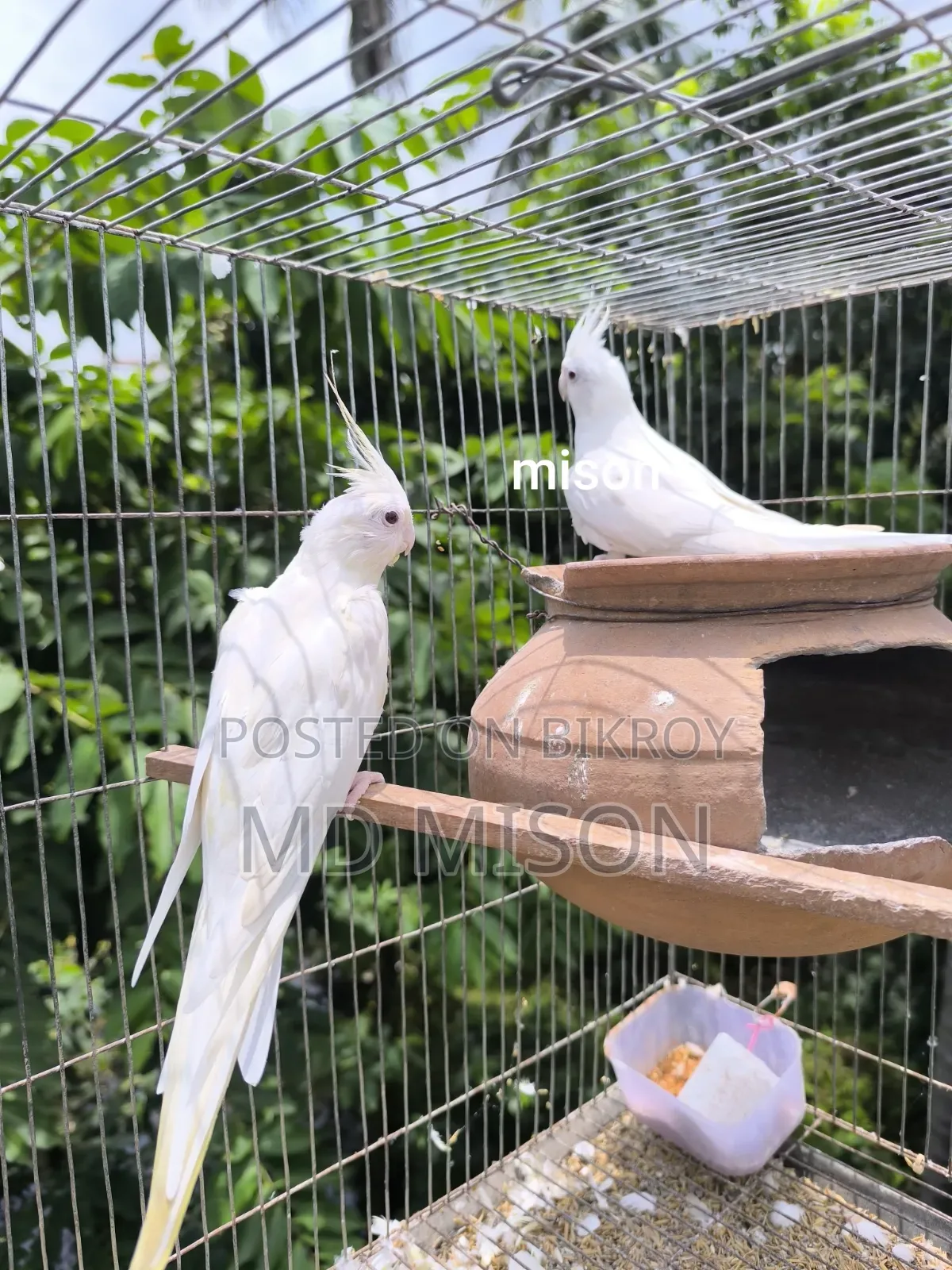 ২ জোড়া রানিং অ্যলবিনো রেড আইস ককাটেল পাখি বিক্রিয় করা হবে