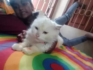 ৬-১২ মাসের মেল পিউরব্রেড পার্সিয়ান বিড়াল