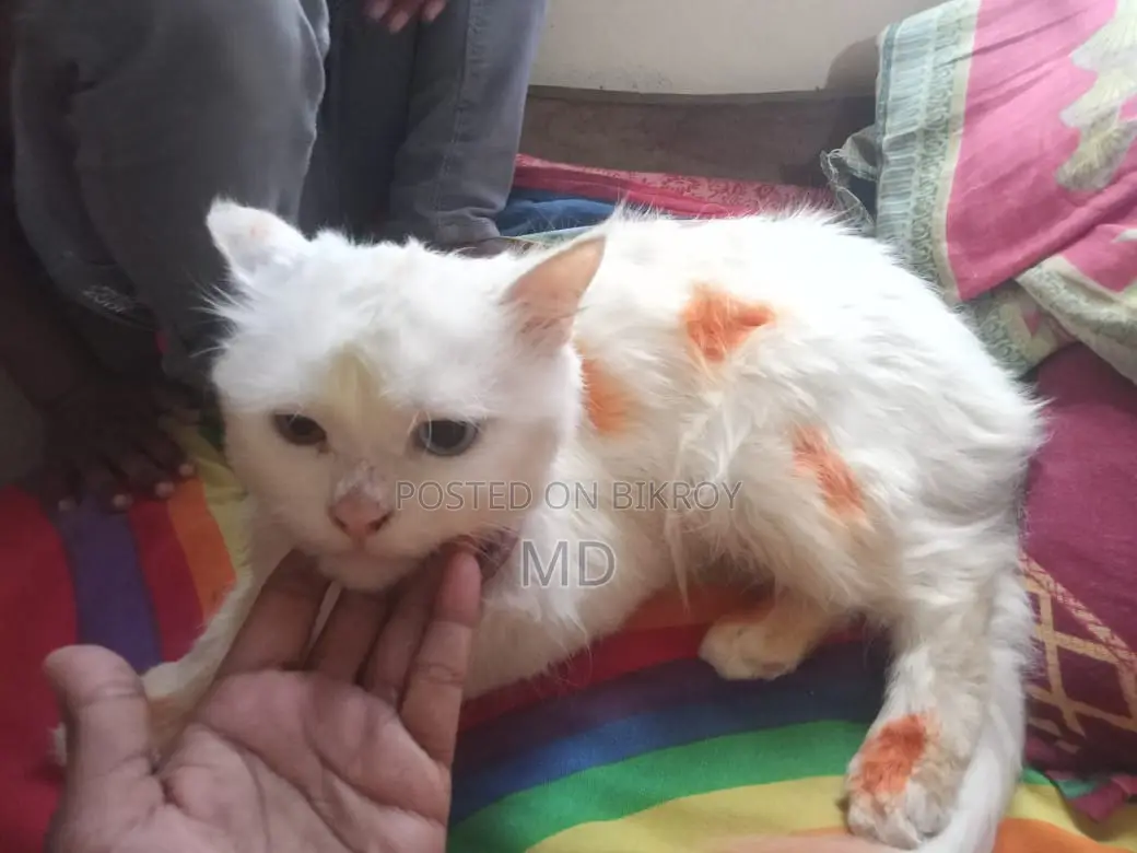 ৬-১২ মাসের মেল পিউরব্রেড পার্সিয়ান বিড়াল