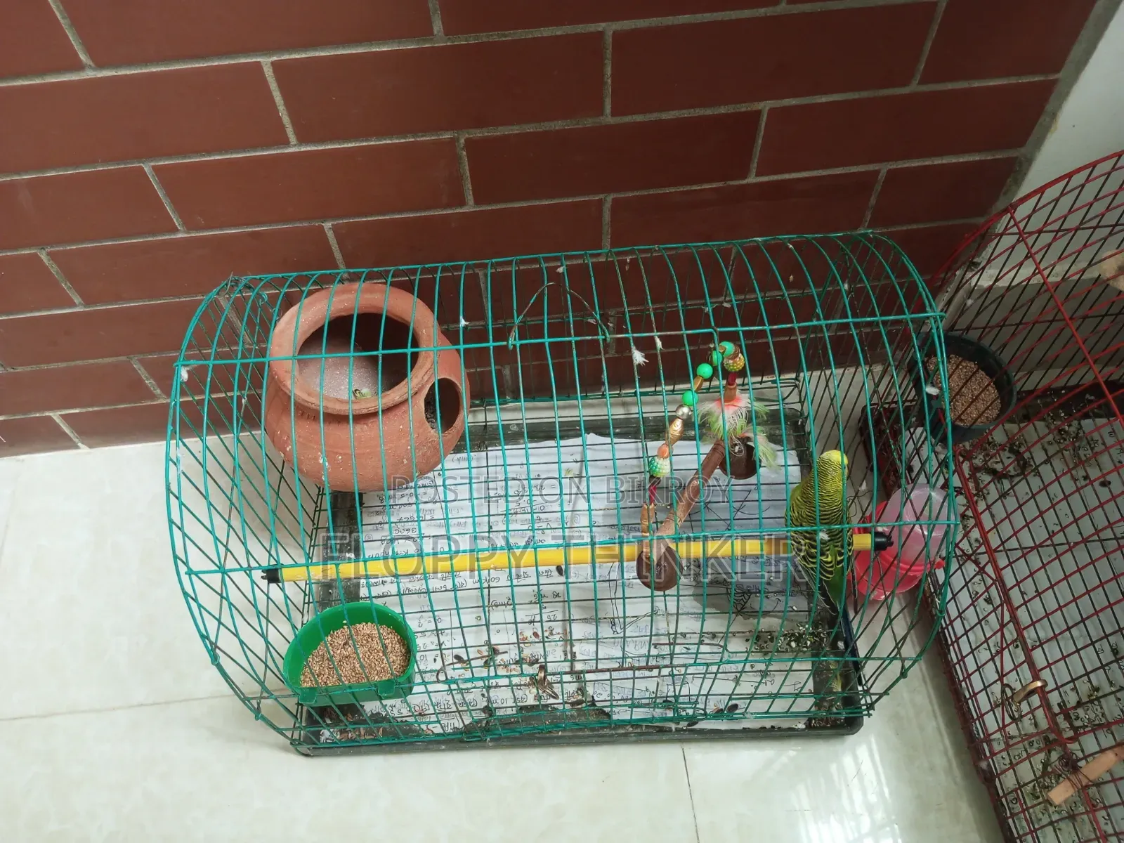 Birds With Cage