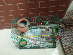 Birds With Cage