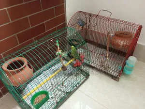 Birds With Cage