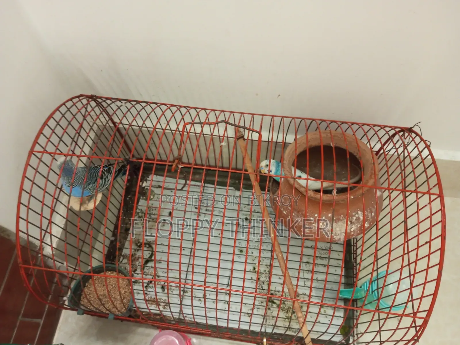 Birds With Cage