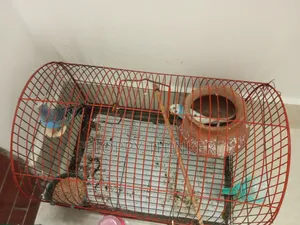 Birds With Cage