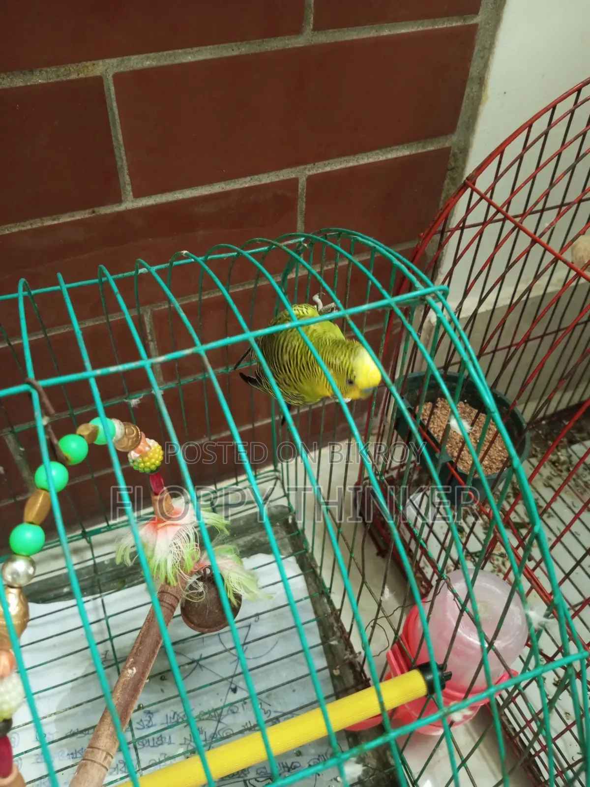 Birds With Cage