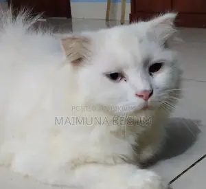 ৩-৬ মাসের পুরুষ খাঁটি পার্সিয়ান বিড়ালছানা
