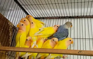 সেল্ফ ফিডেড লাভবার্ড