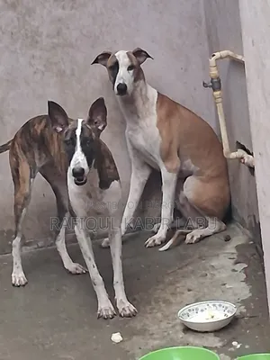 6-12 Months Female Purebred Ibizan Hound