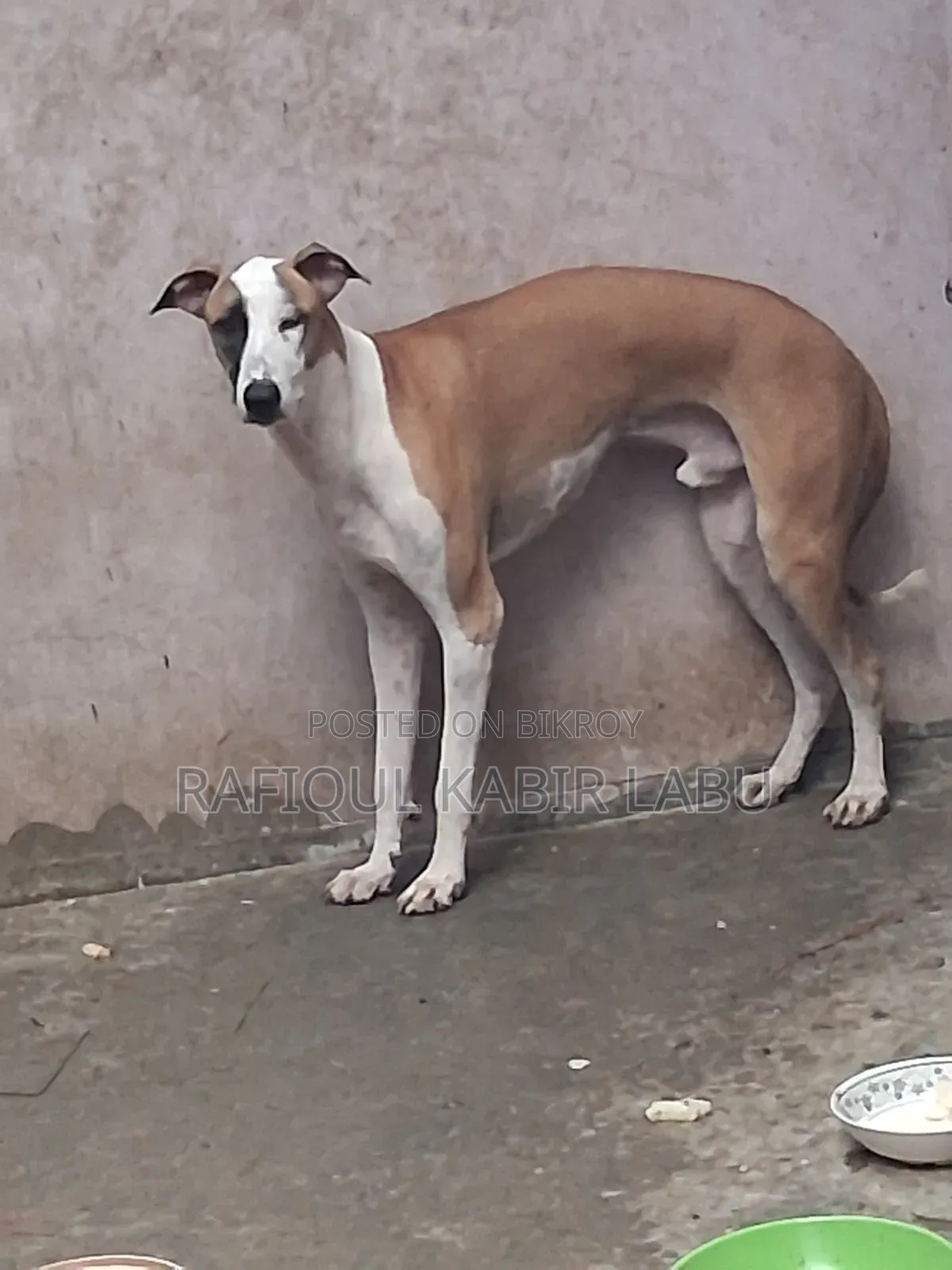 6-12 Months Female Purebred Ibizan Hound