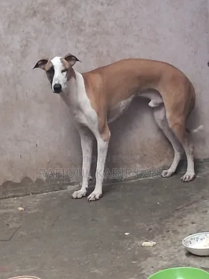 6-12 Months Female Purebred Ibizan Hound