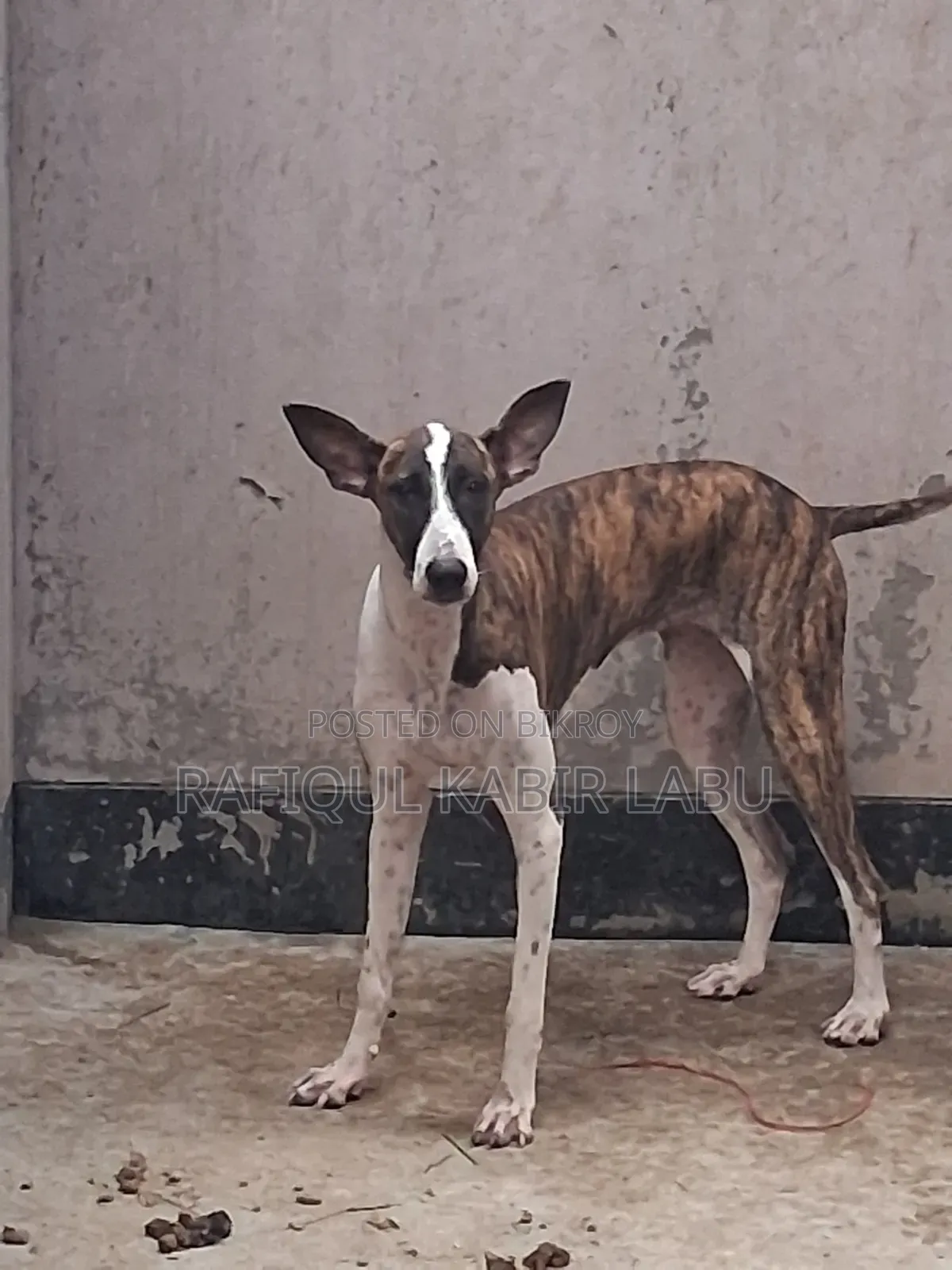 6-12 Months Female Purebred Ibizan Hound