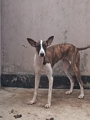6-12 Months Female Purebred Ibizan Hound