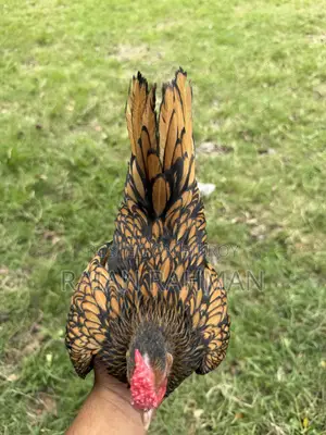 Golden Sebright