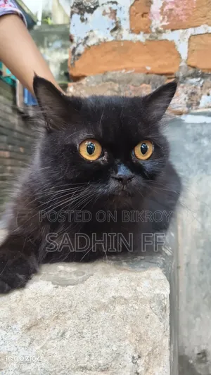 ১+ বছরের ফিমেল পিউরব্রেড পার্সিয়ান বিড়াল