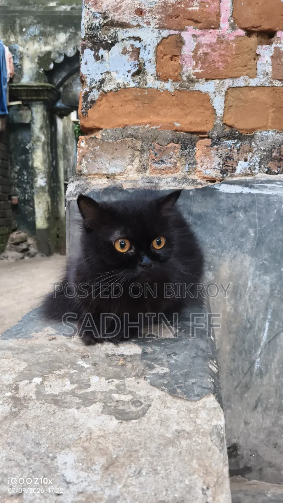 ১+ বছরের খাঁটি পার্সিয়ান মাদি বিড়াল