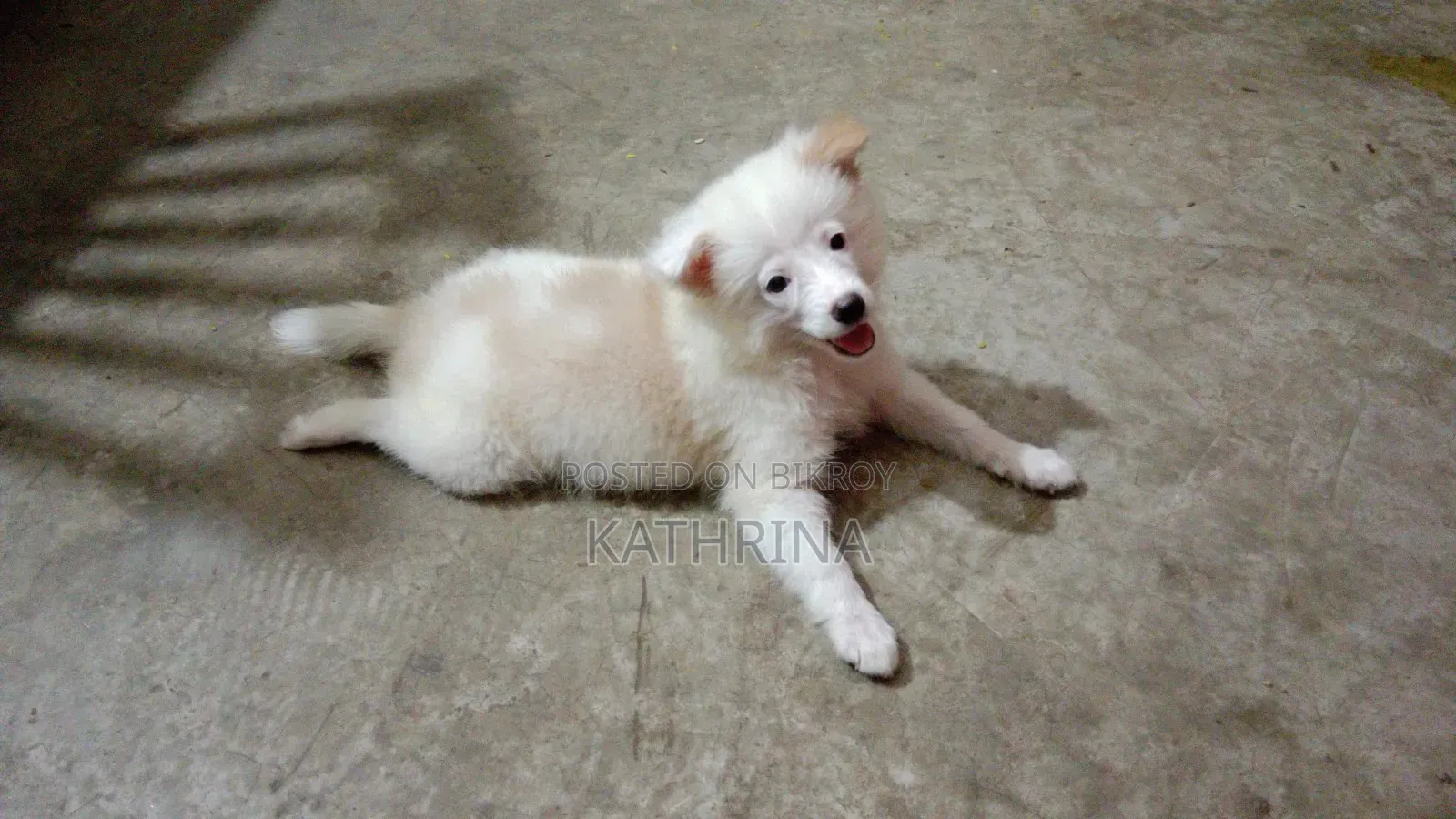 1-3 Months Female Purebred Japanese Spitz
