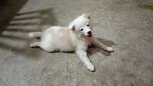 1-3 Months Female Purebred Japanese Spitz