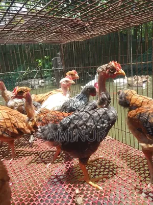 Bare-neck Rooster