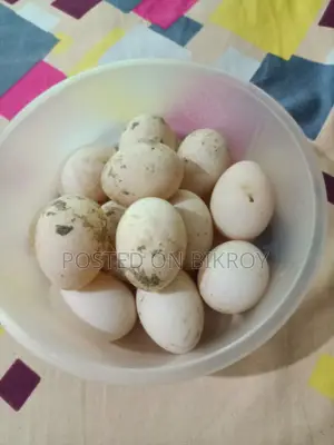 China Duck Fertile Eggs