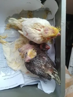 Cocktail Baby