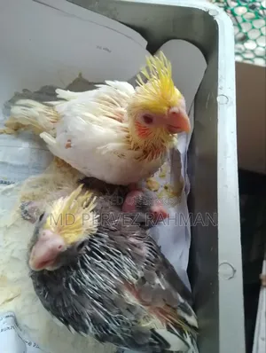Cocktail Baby