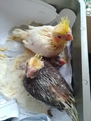 Cocktail Baby