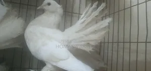 লক্কা কবুতর