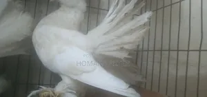লক্কা কবুতর