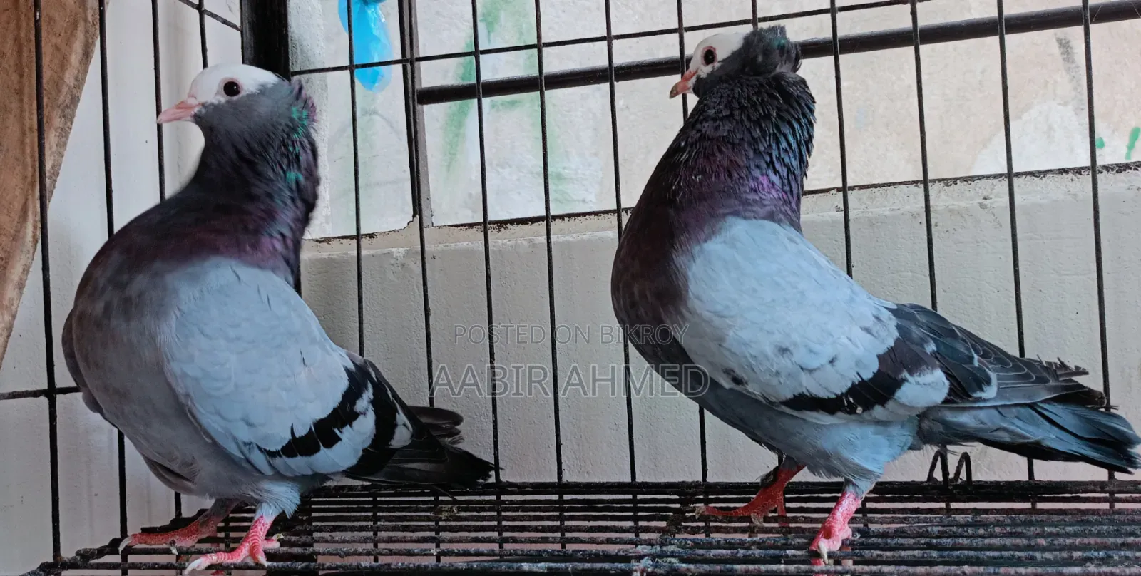 রানিং বোমবাই রানিং মুক্কি