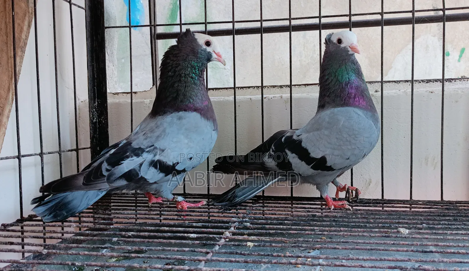 রানিং বোমবাই রানিং মুক্কি