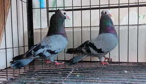 রানিং বোমবাই রানিং মুক্কি