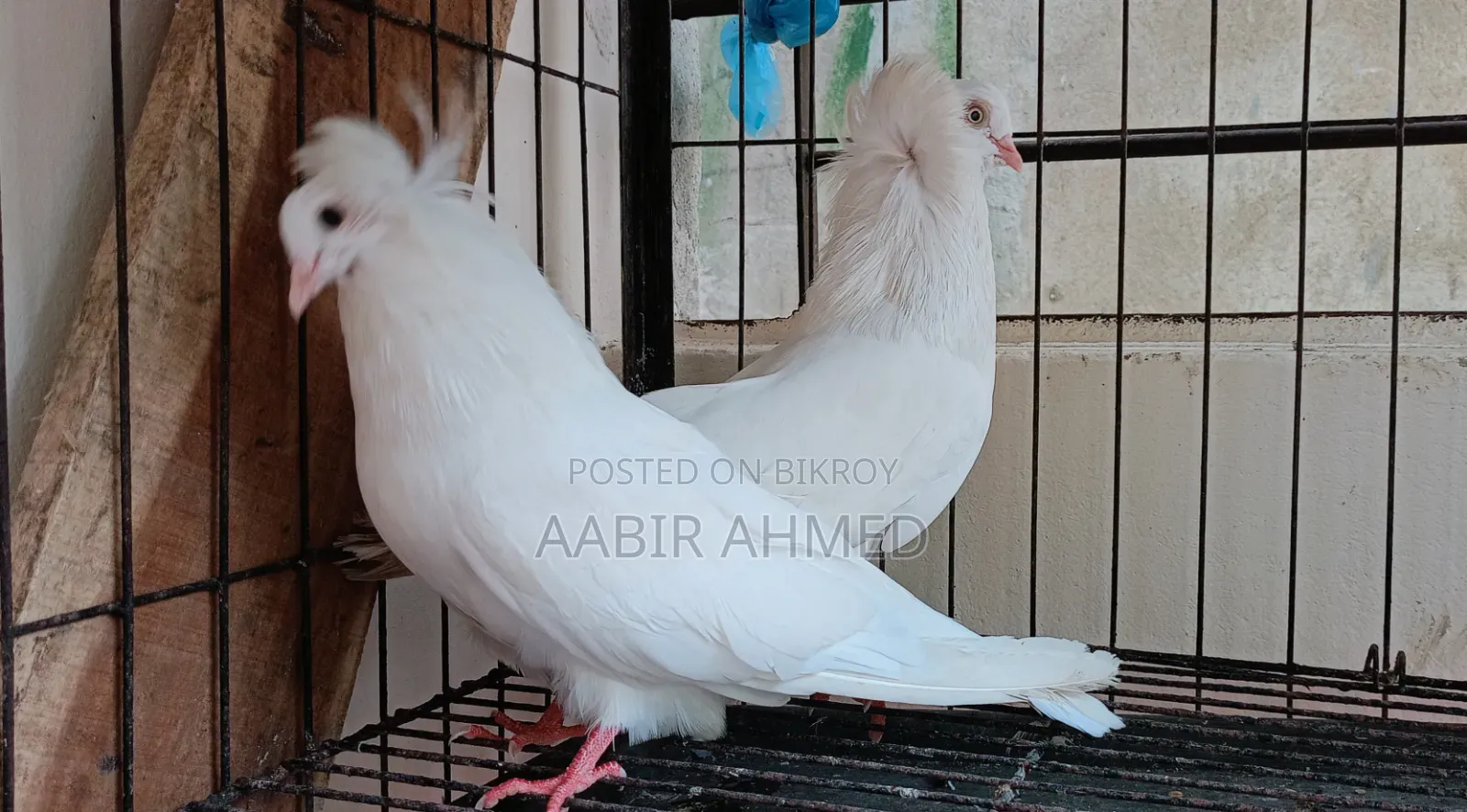 রানিং বোমবাই রানিং মুক্কি