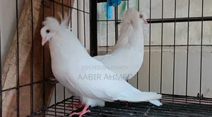 রানিং বোমবাই রানিং মুক্কি