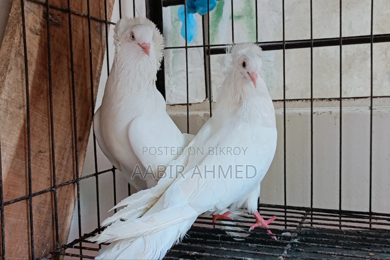 রানিং বোমবাই রানিং মুক্কি