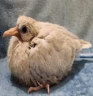 Australian Ringneck Doves Baby