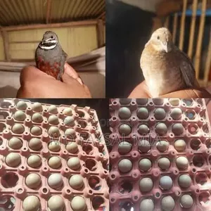 King Quail Hatching Eggs.