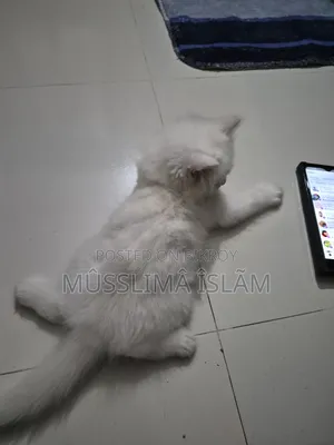 ১-৩ মাসের মেল পিউরব্রেড পার্সিয়ান
