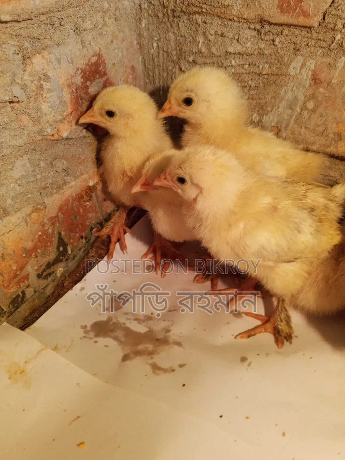 Brahma Chick