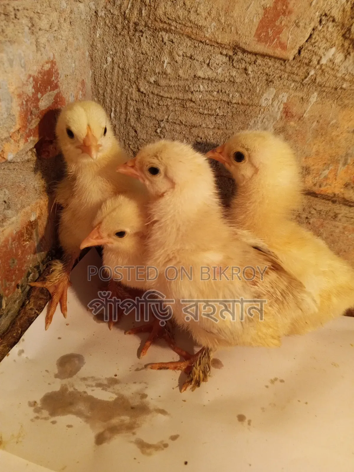 Brahma Chick