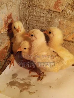 Brahma Chick