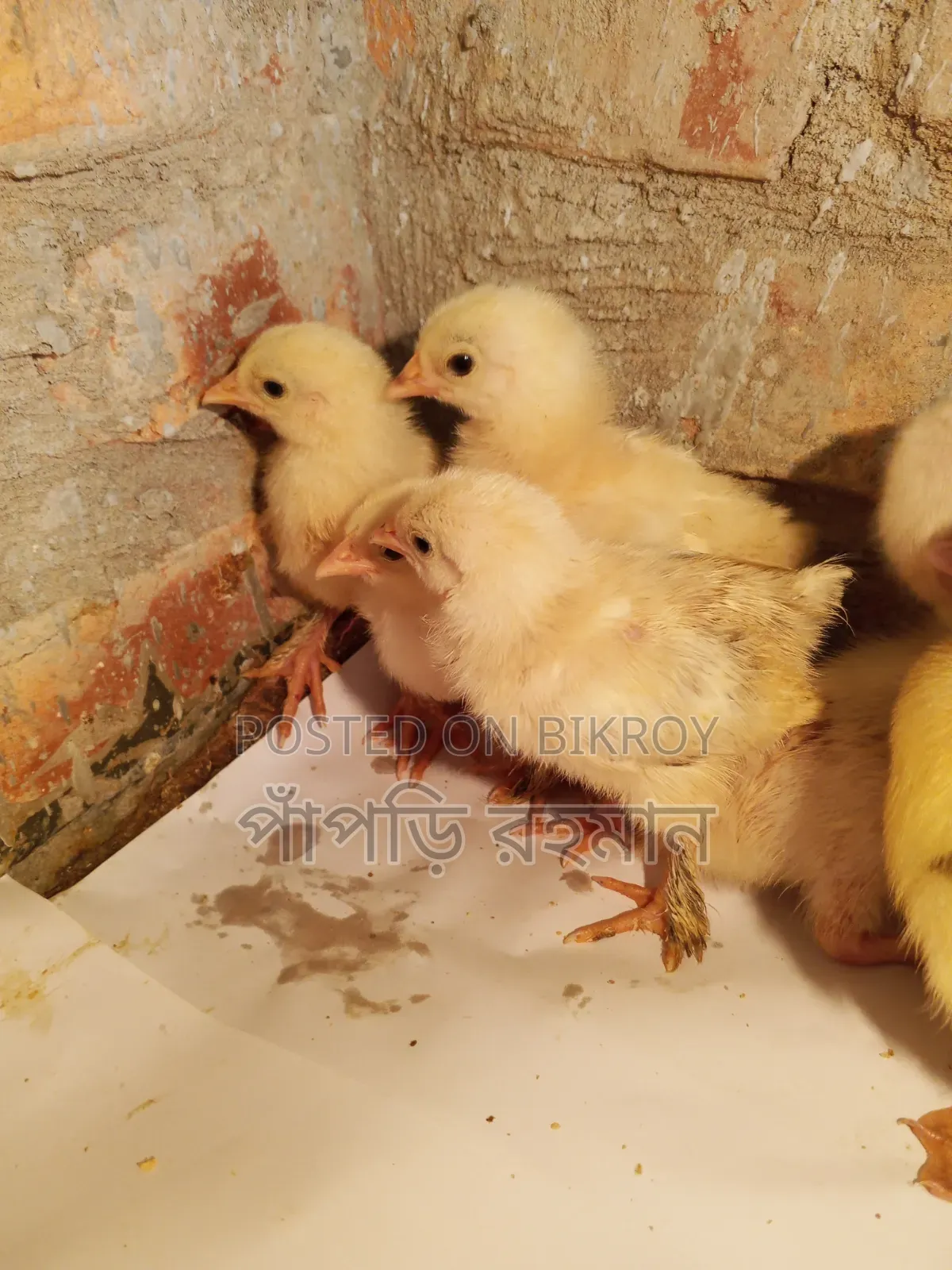 Brahma Chick