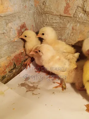 Brahma Chick